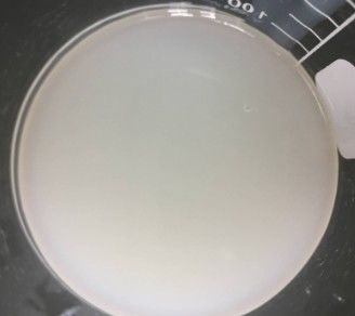 Polyakrilamit ve C13-14 Izoparafin ve Laureth-7 Soğuk Süreçli Krem için Emulsifler